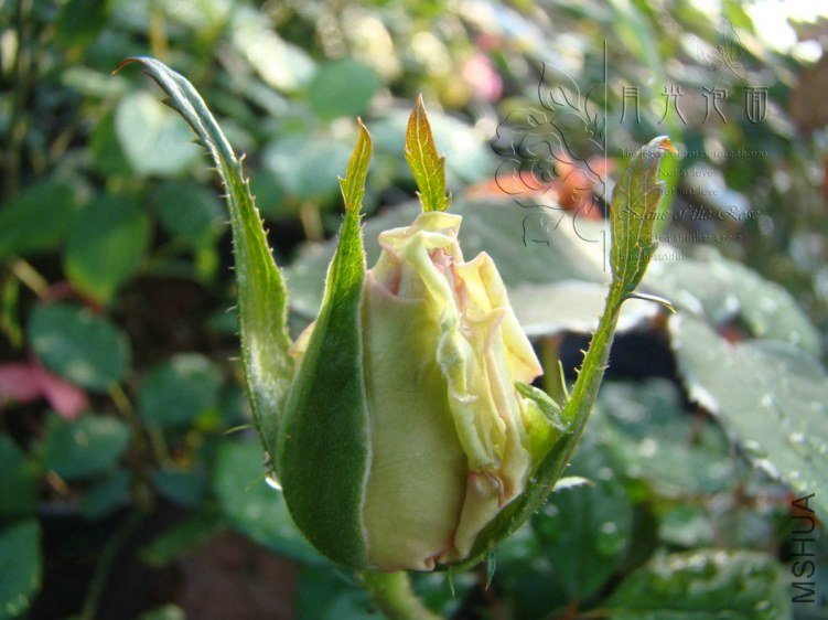 QQ��ͼ20120711094536_1.jpg