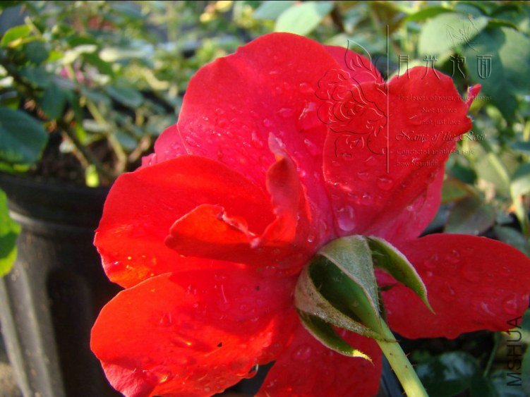 QQ��ͼ20120711094748_1.jpg
