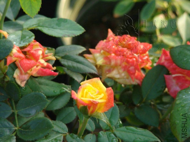 QQ��ͼ20120711094907_1.jpg