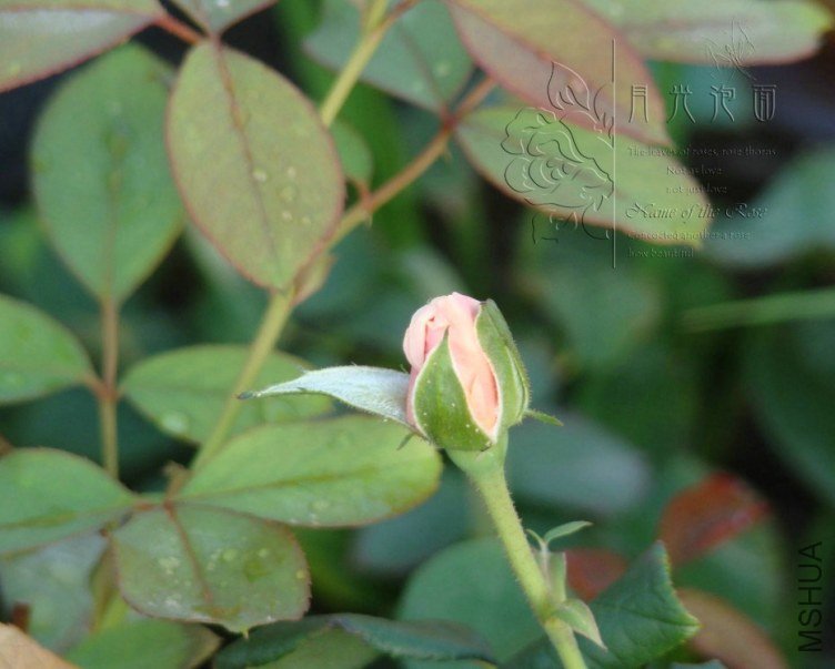 QQ��ͼ20120711094913_1.jpg
