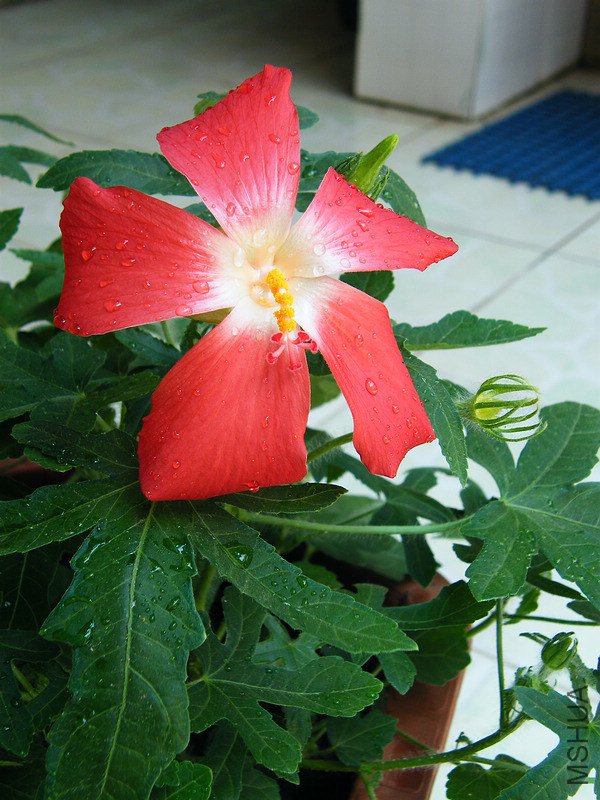 DSCF5031-2.jpg