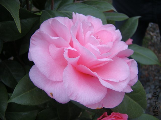 DSC03120.JPG
