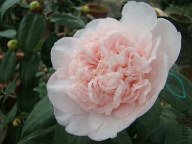 DSC03123.JPG