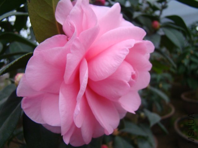 DSC03129.JPG