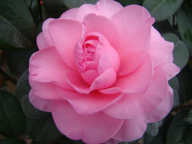 DSC03130.JPG
