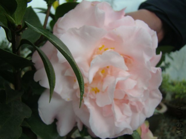 DSC03140.JPG