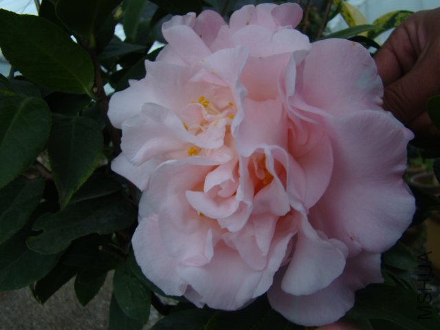 DSC03141.JPG