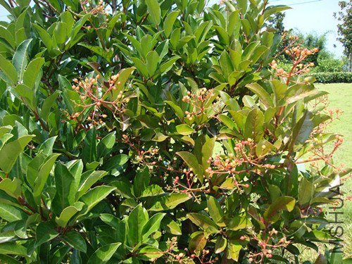 DSC08877_����.jpg