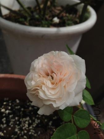 IMG_1322.jpg