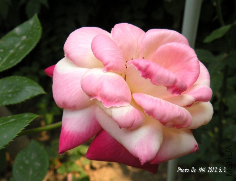 2012.6.5. 031_conew1.jpg