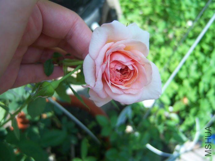100_3176.JPG