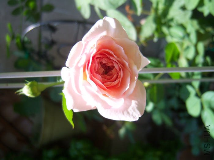 100_3179.JPG