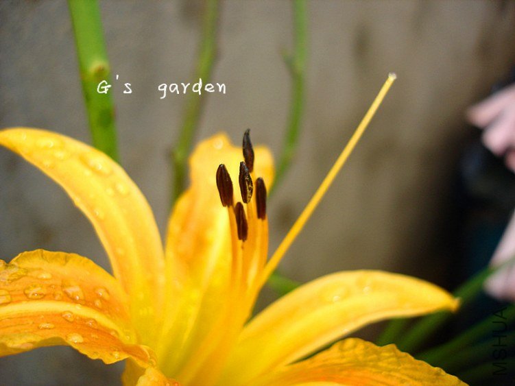 �ƻ���  .jpg