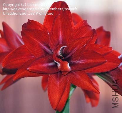 Double Delight  ˫�ؾ�ϲ2.jpg
