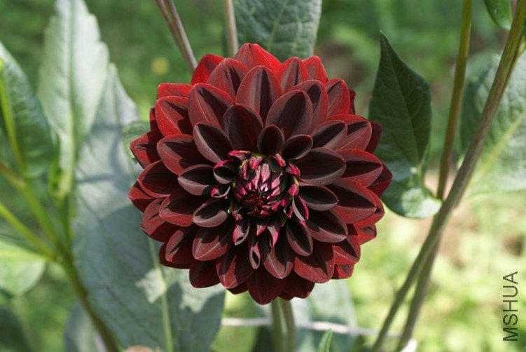 DSC06012_����.jpg