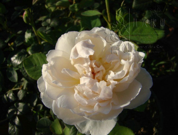 QQ��ͼ20120713092847_1.jpg