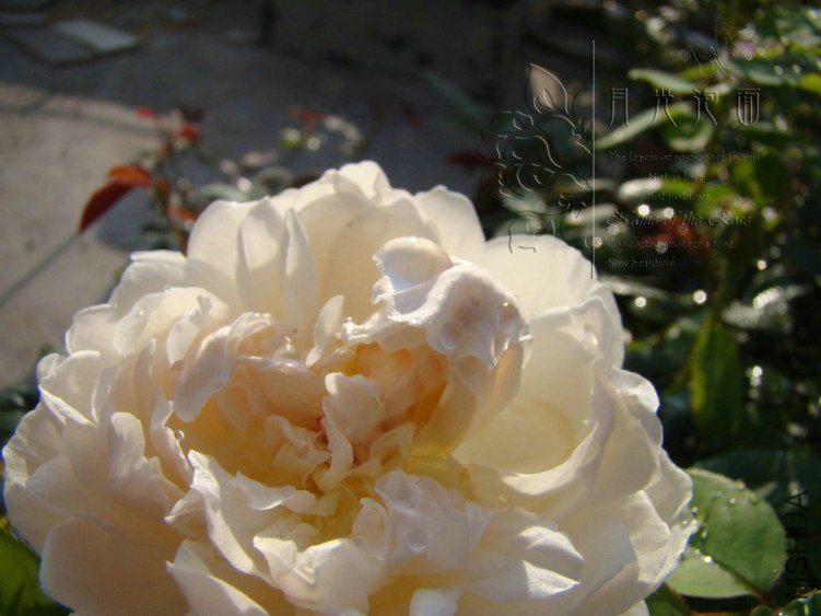 QQ��ͼ20120713093339_1.jpg