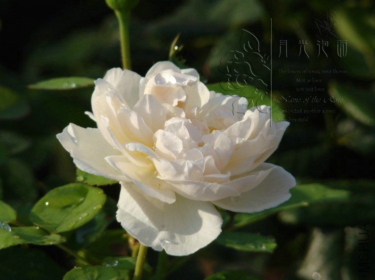 QQ��ͼ20120713093709_1.jpg