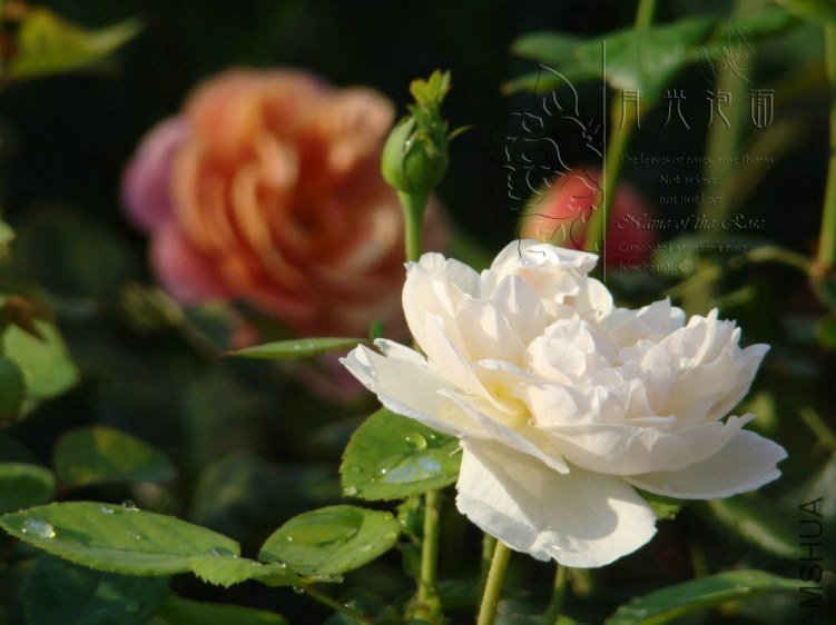 QQ��ͼ20120713093717_1.jpg