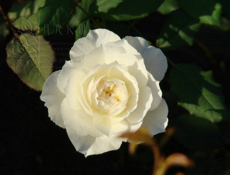 QQ��ͼ20120713092858.jpg