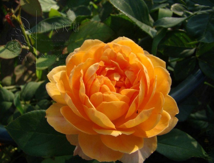 QQ��ͼ20120713092801_1.jpg