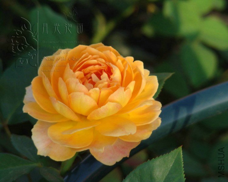 QQ��ͼ20120713092955_1.jpg