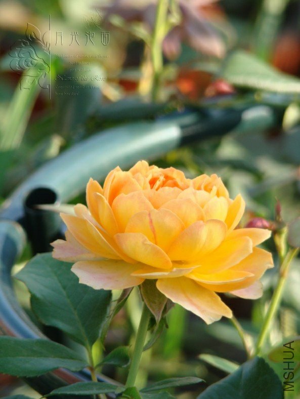 QQ��ͼ20120713093058_1.jpg