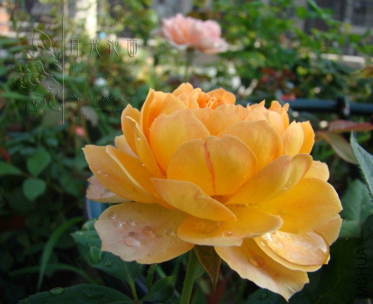 QQ��ͼ20120713093911_1.jpg