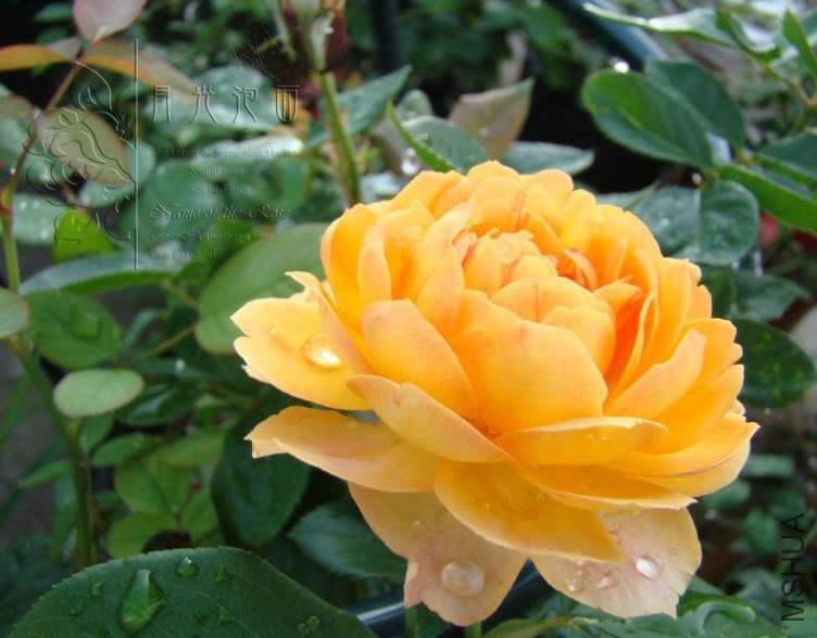 QQ��ͼ20120713094545_1.jpg