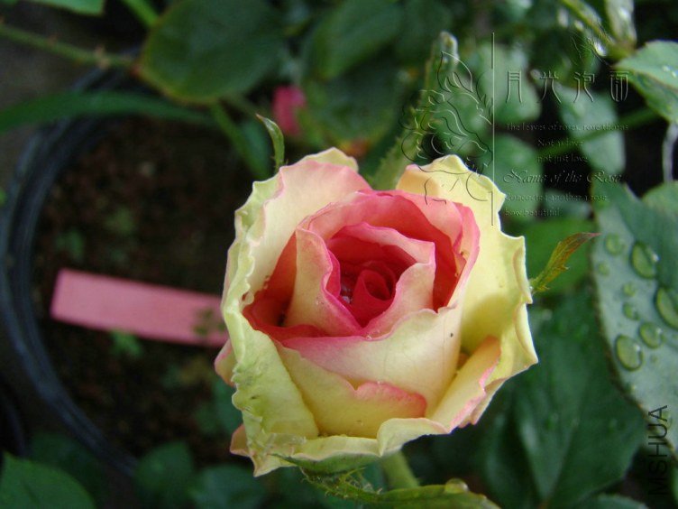 QQ��ͼ20120713093946.jpg
