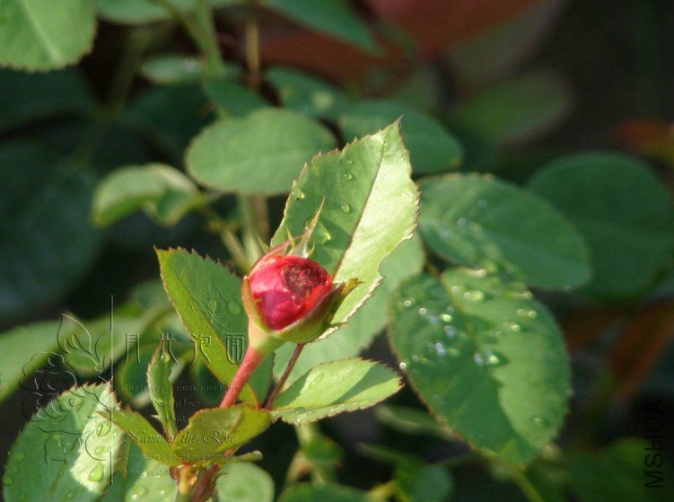 QQ��ͼ20120713093658.jpg