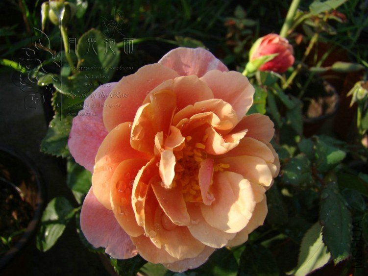 QQ��ͼ20120713093201.jpg