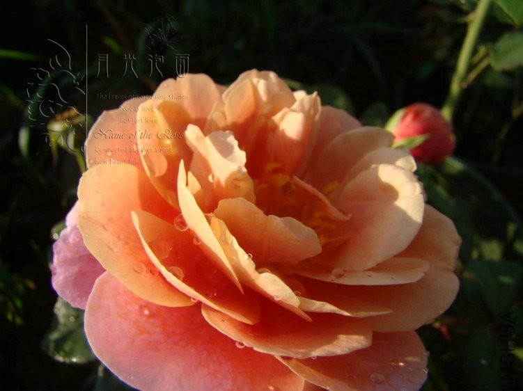 QQ��ͼ20120713093535.jpg