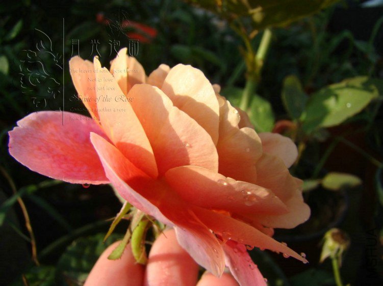 QQ��ͼ20120713093545.jpg