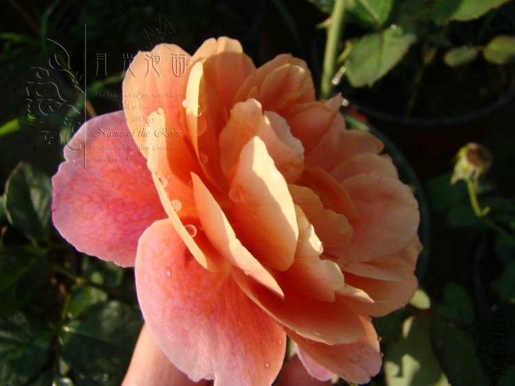 QQ��ͼ20120713093557.jpg