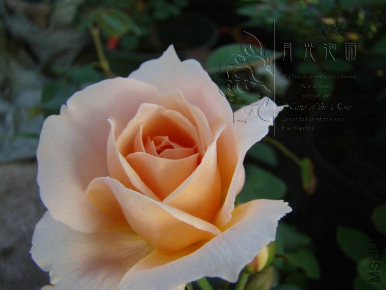 QQ��ͼ20120713092838.jpg
