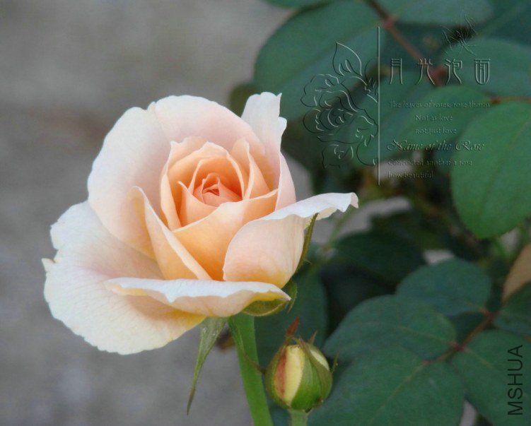 QQ��ͼ20120713092946.jpg