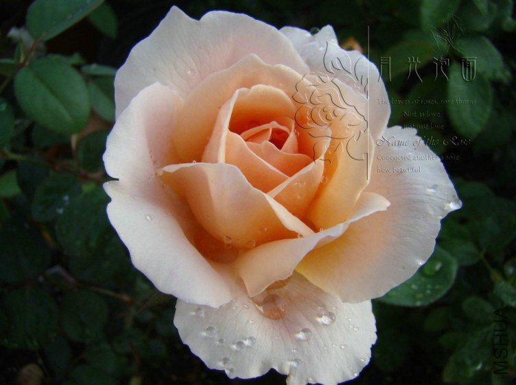 QQ��ͼ20120713093830.jpg
