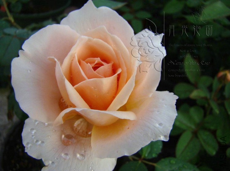 QQ��ͼ20120713093859.jpg