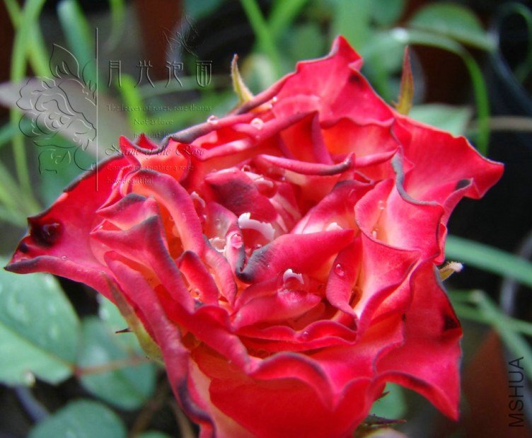QQ��ͼ20120713094501.jpg