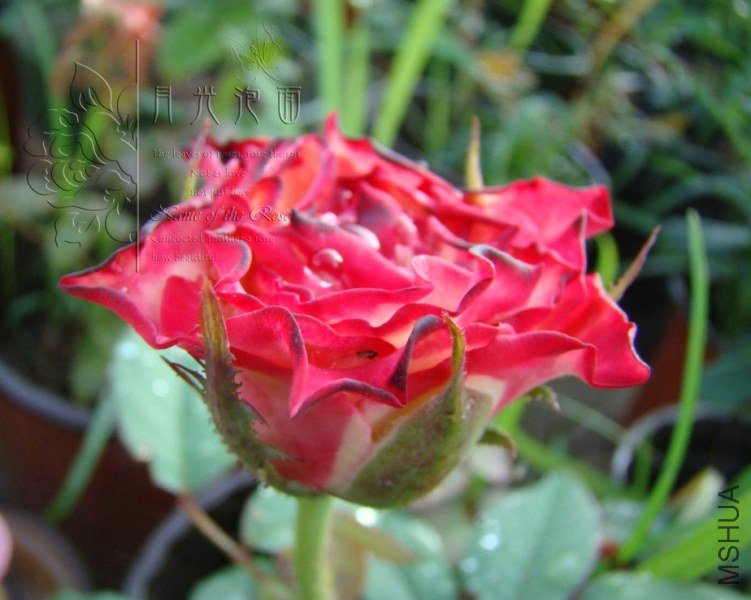 QQ��ͼ20120713094529.jpg