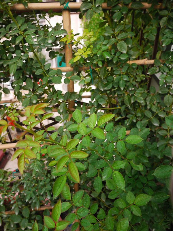 P1090618.jpg