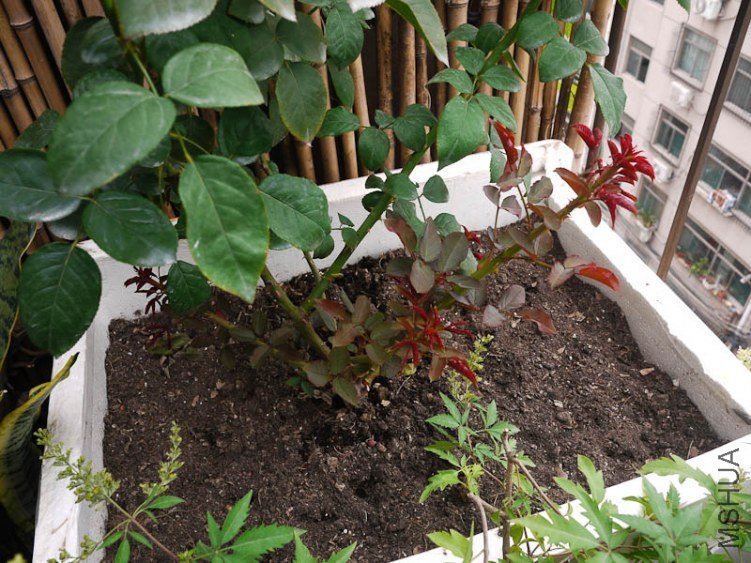 P1090621.jpg