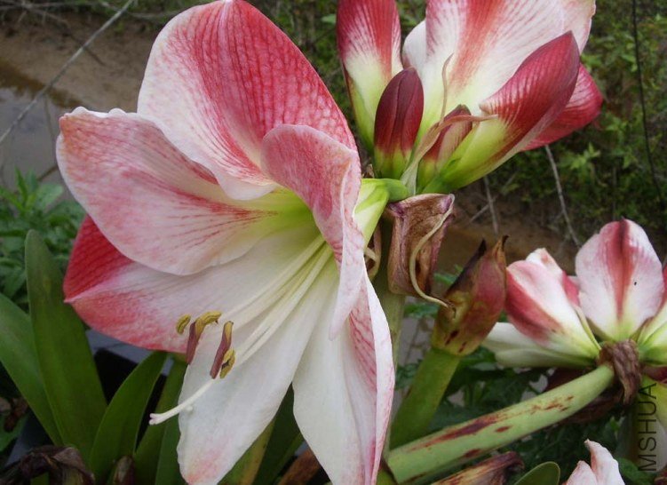 ƻ�� ƻ���� ��ƻ��Apple Blossom1.jpg