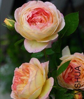 �����ᡣղɭ��Rosomane Janon 2.jpg