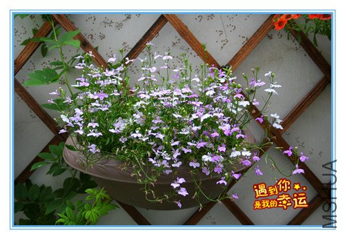 ��Ƭ 115_������.jpg