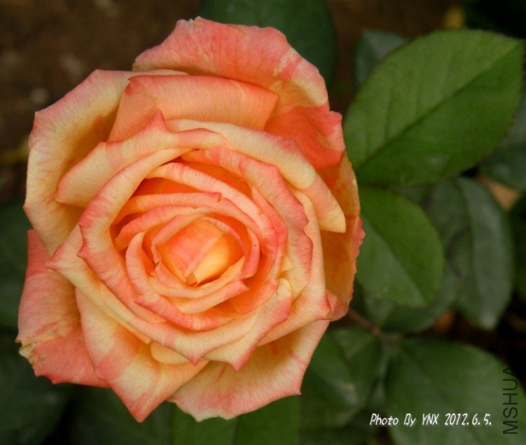 2012.6.5. 011_conew1.jpg