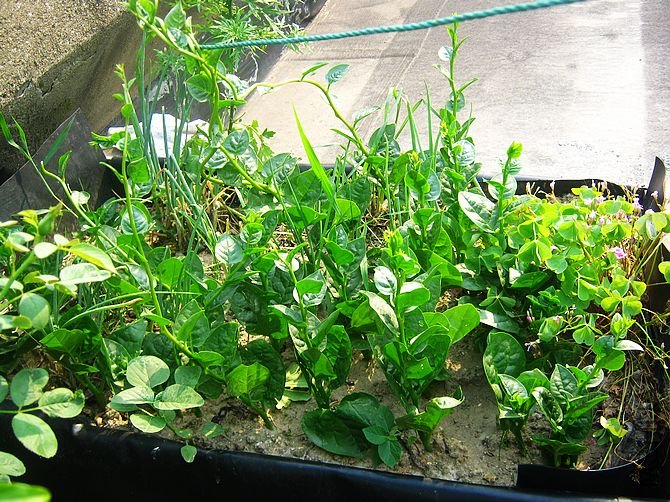 ľ���ˣ��˳���������Щ֦��Ķ�����