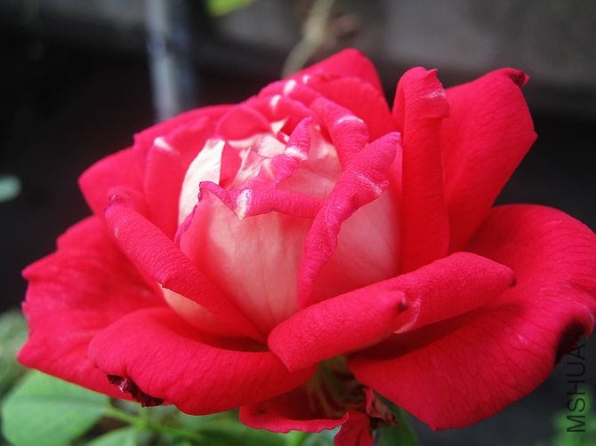 ���Ѿƻ��ڿ������ǻ����е�С��