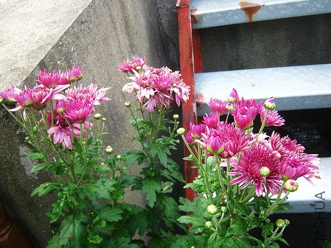 ����ջ���ȥ�껨���ϰ�����ģ���ô�ȵ���Ҳ�Ὺ��